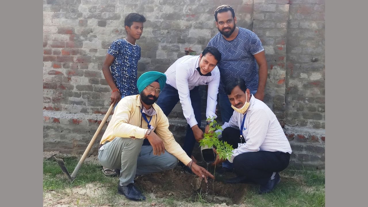 tree plantation tree plantation