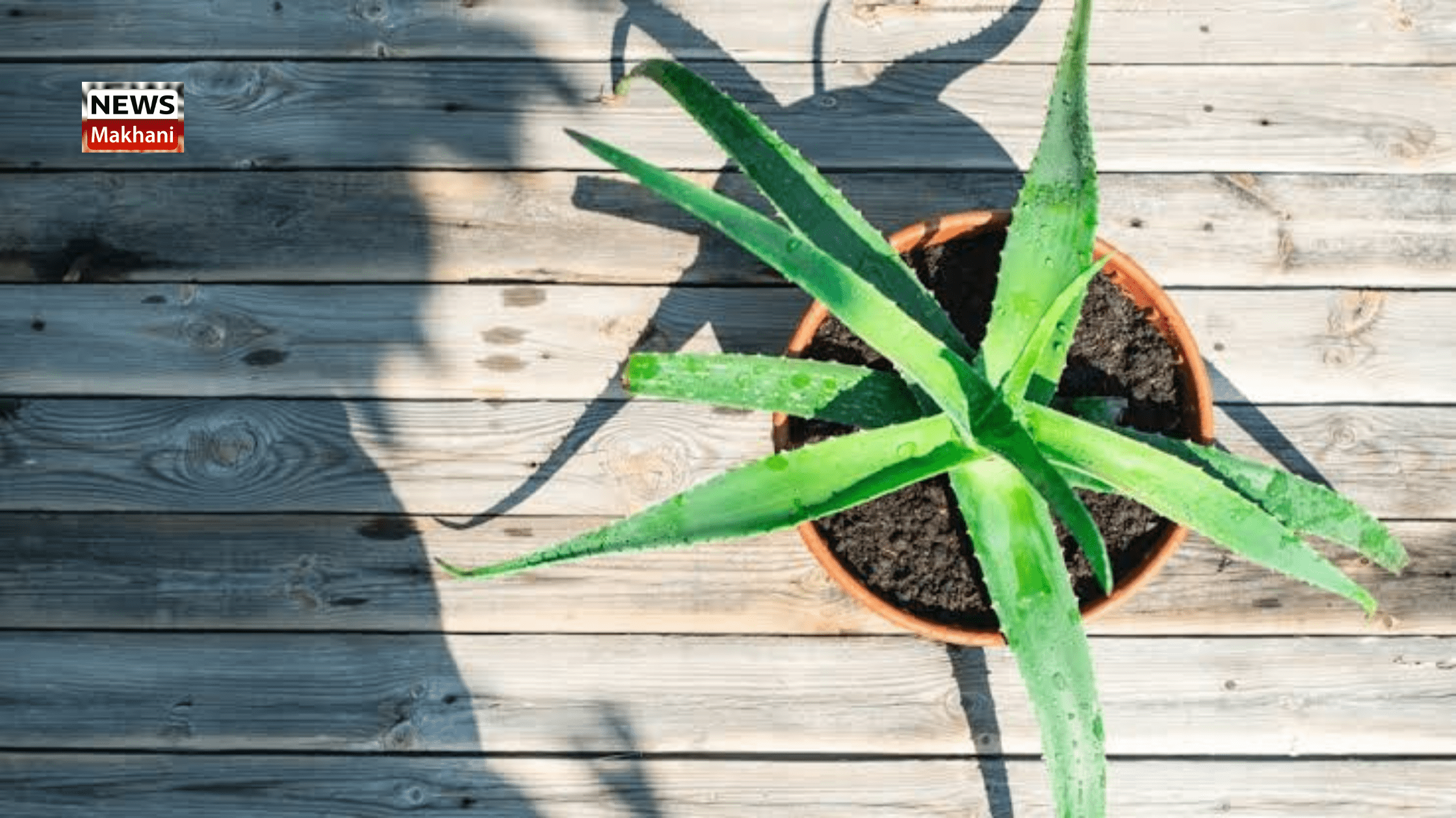Benefits of Aloe Vera Benefits of Aloe Vera