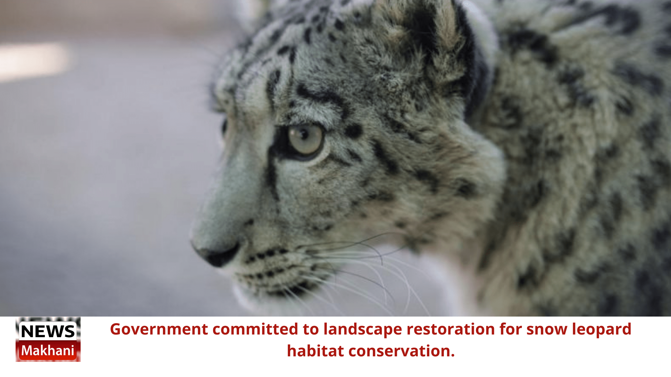 Government committed to landscape restoration for snow leopard habitat conservation Government committed to landscape restoration for snow leopard habitat conservation