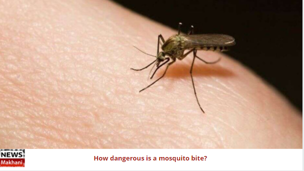 How dangerous is a mosquito bite? How dangerous is a mosquito bite?