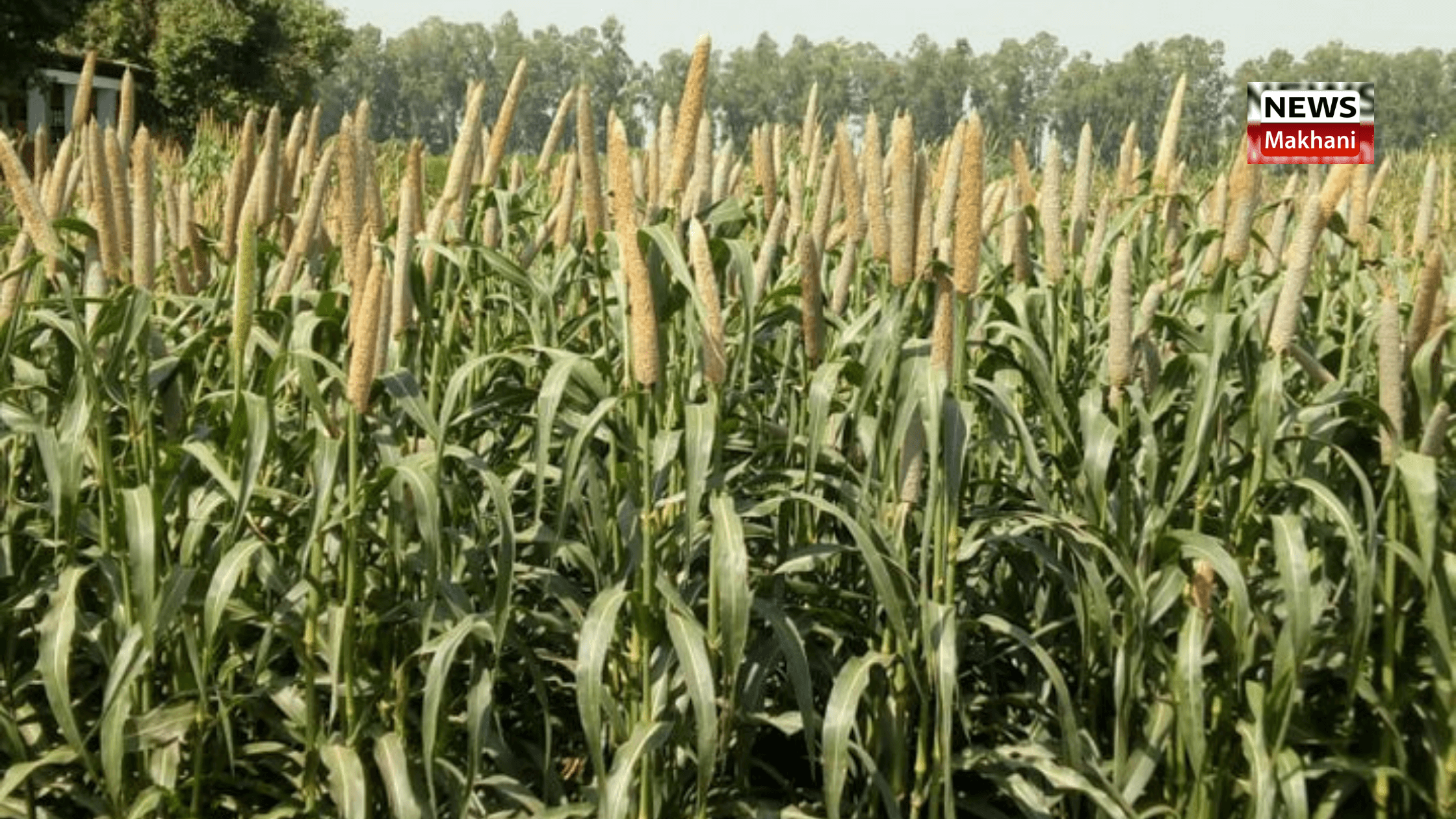 चौधरी चरण सिंह हरियाणा कृषि विश्वविद्यालय के वैज्ञानिकों ने एचएचबी-311 नामक बाजरा की नई बायोफोर्टीफाइड किस्म विकसित की चौधरी चरण सिंह हरियाणा कृषि विश्वविद्यालय के वैज्ञानिकों ने एचएचबी-311 नामक बाजरा की नई बायोफोर्टीफाइड किस्म विकसित की