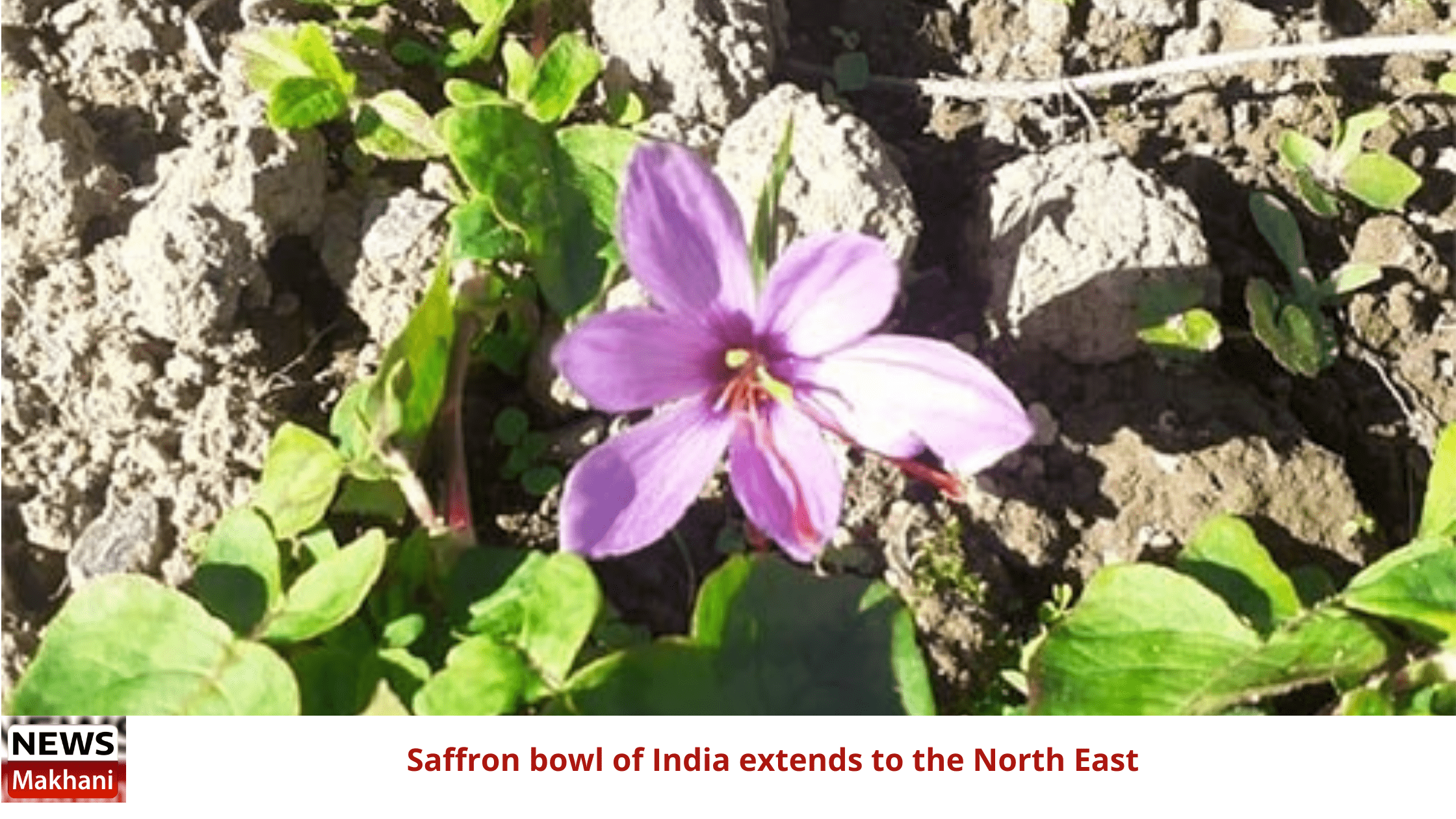 Saffron bowl of India extends to the North East Saffron bowl of India extends to the North East