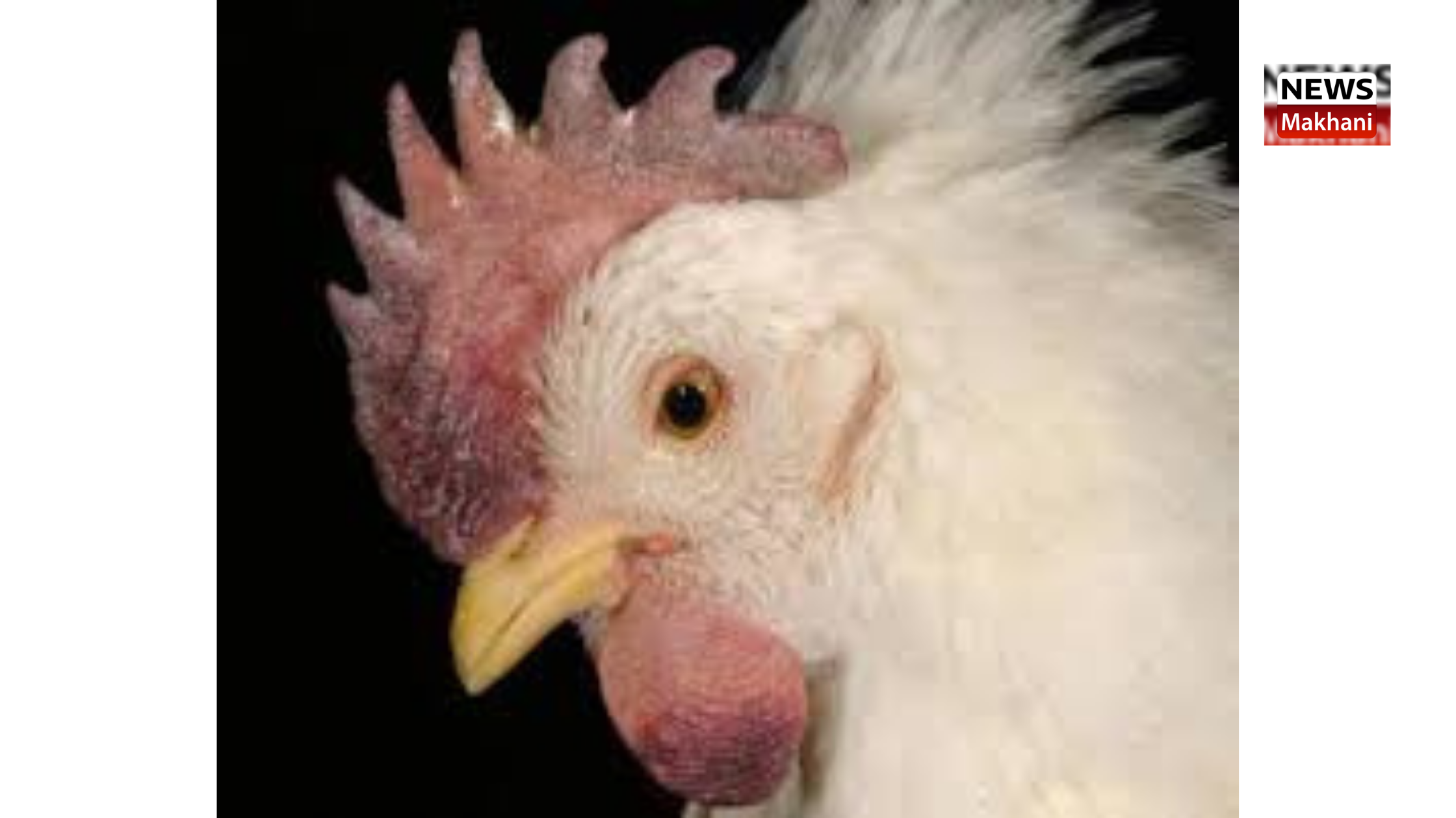 Haryana Government declares area within 1 KM from the two poultry farms as “Infected Zone” and from 1-10 km as “Surveillance Zone” Haryana Government declares area within 1 KM from the two poultry farms as “Infected Zone” and from 1-10 km as “Surveillance Zone”