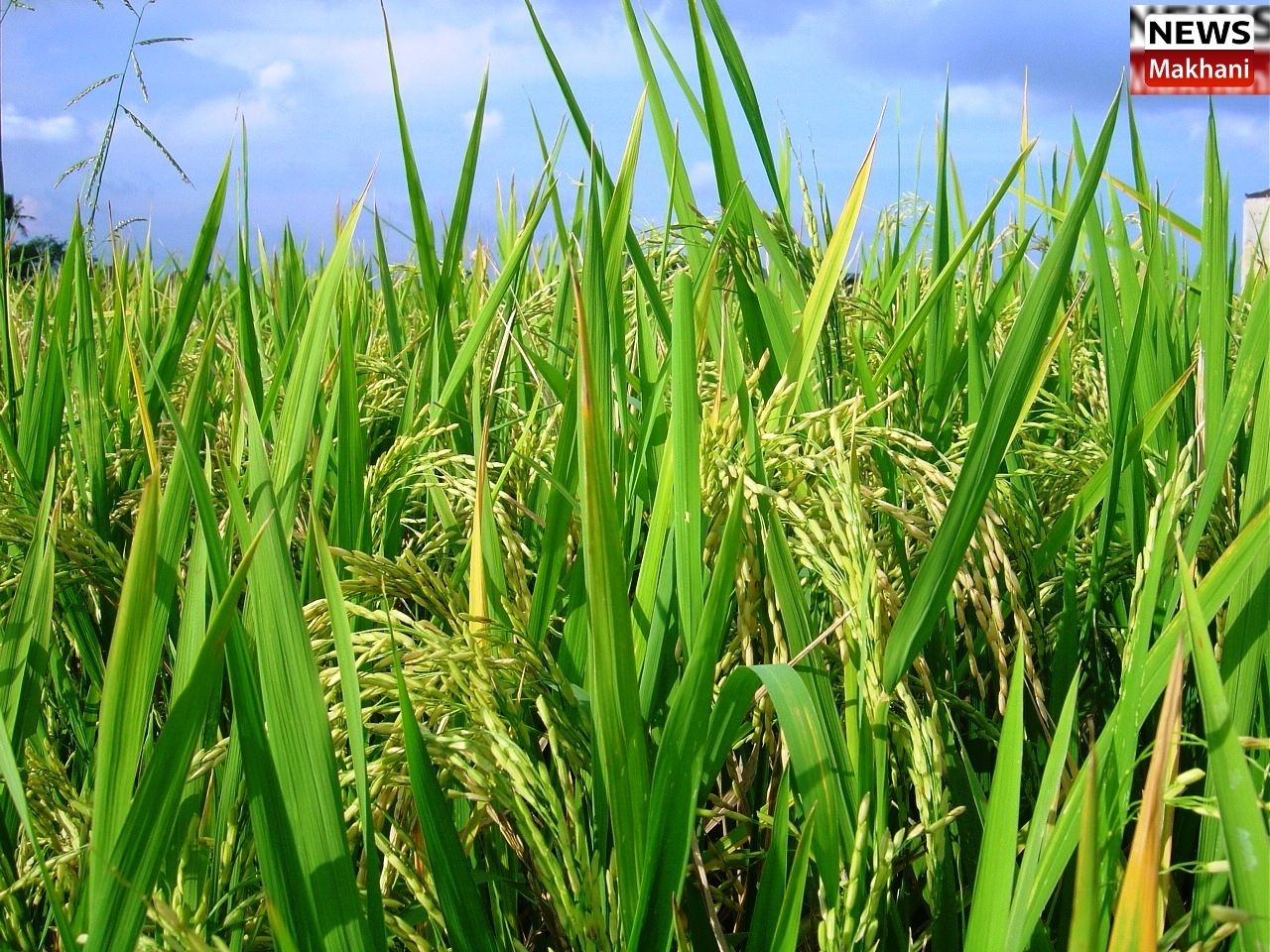 Untitled design - 2021-03-10T135408.244