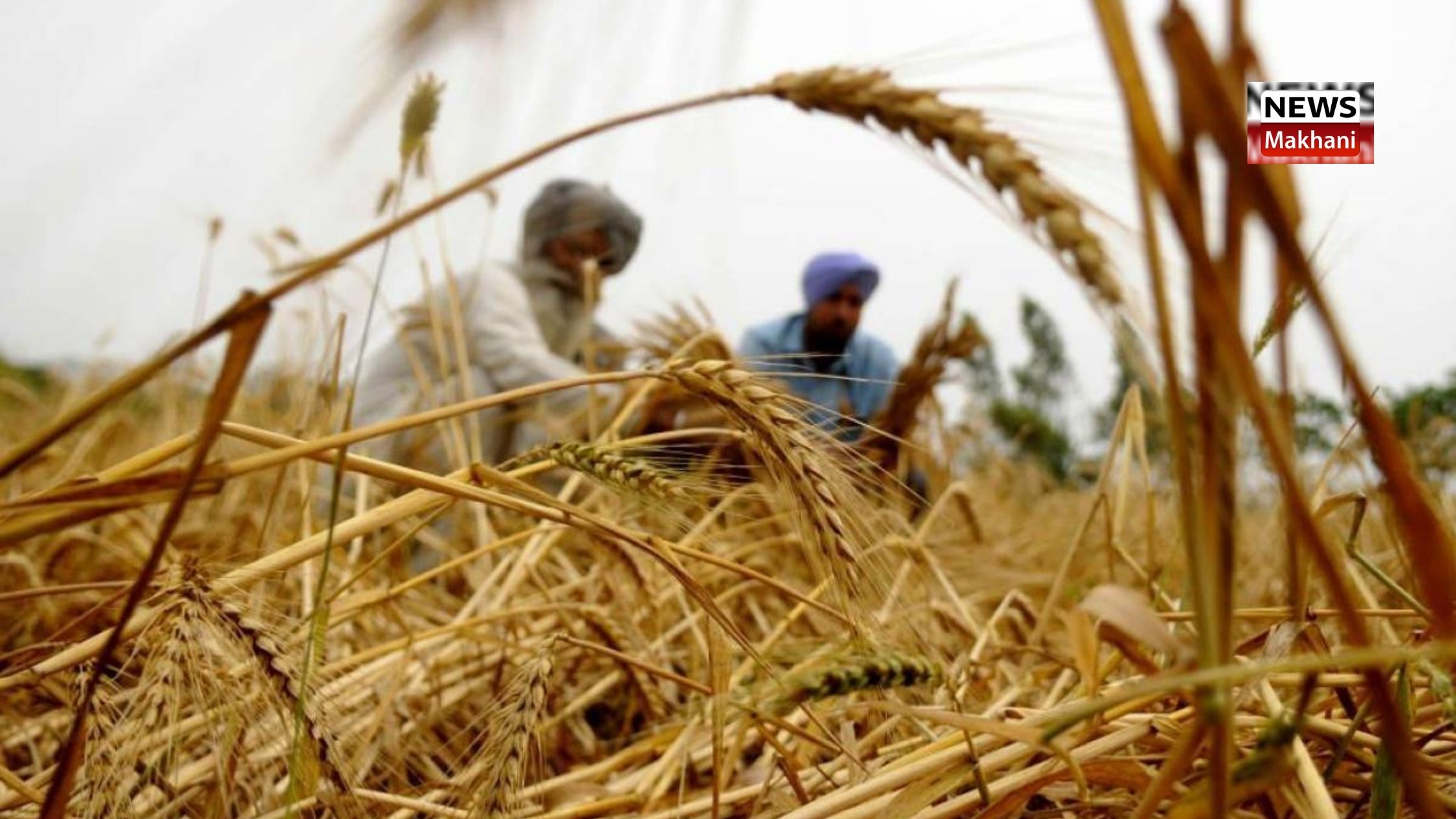 Haryana Government today procured 1.89 lakh tonnes of wheat on MSP Haryana Government today procured 1.89 lakh tonnes of wheat on MSP