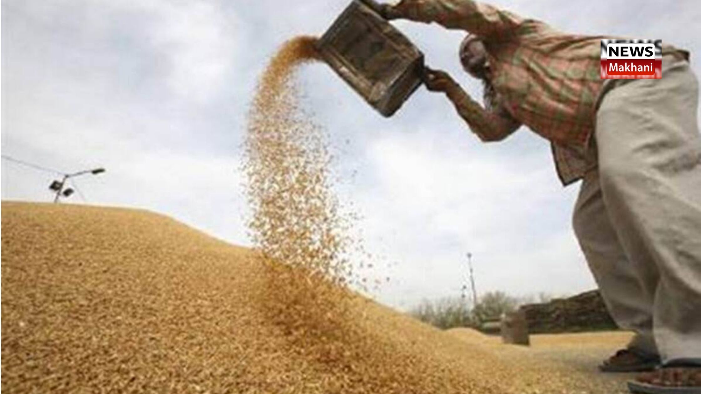 Haryana Government today procured 1.51 lakh tonnes of wheat through various procurement agencies on MSP es of wheat through various procurement agencies on MSP