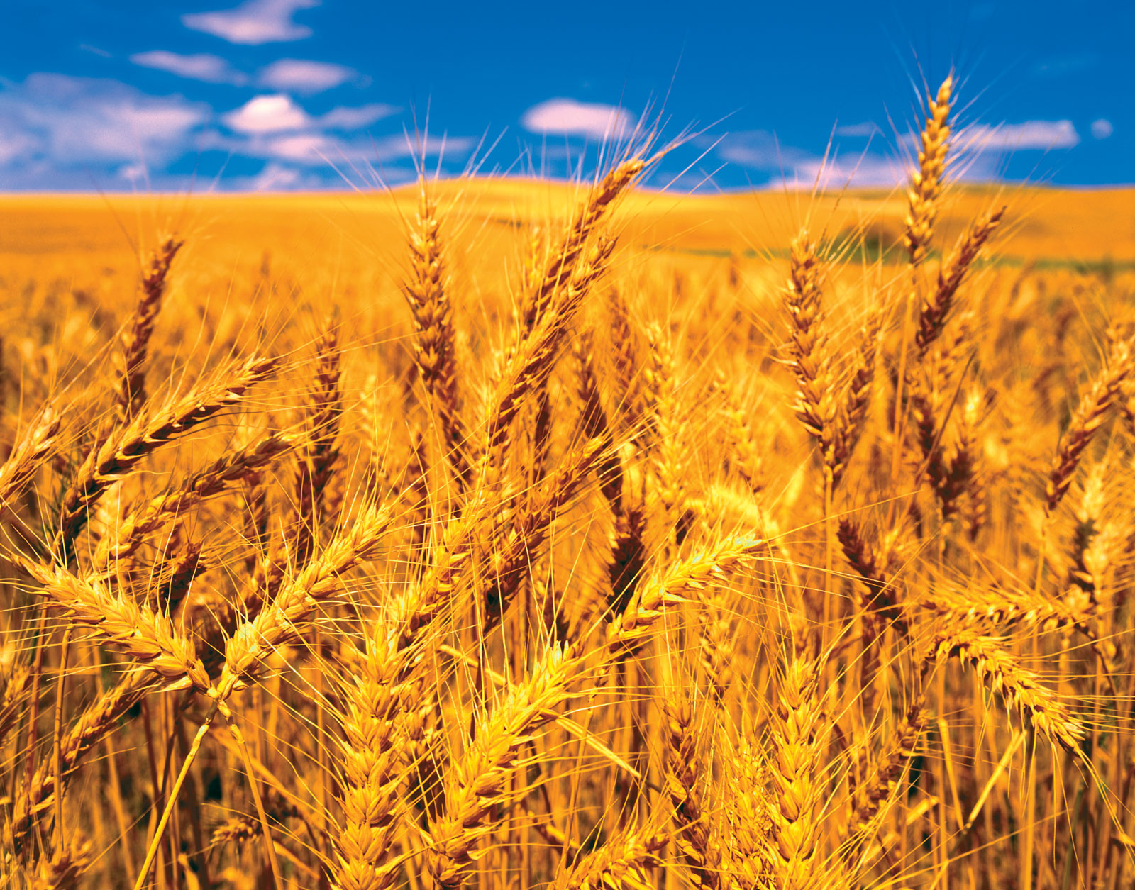 Cereal-crops-wheat-reproduction