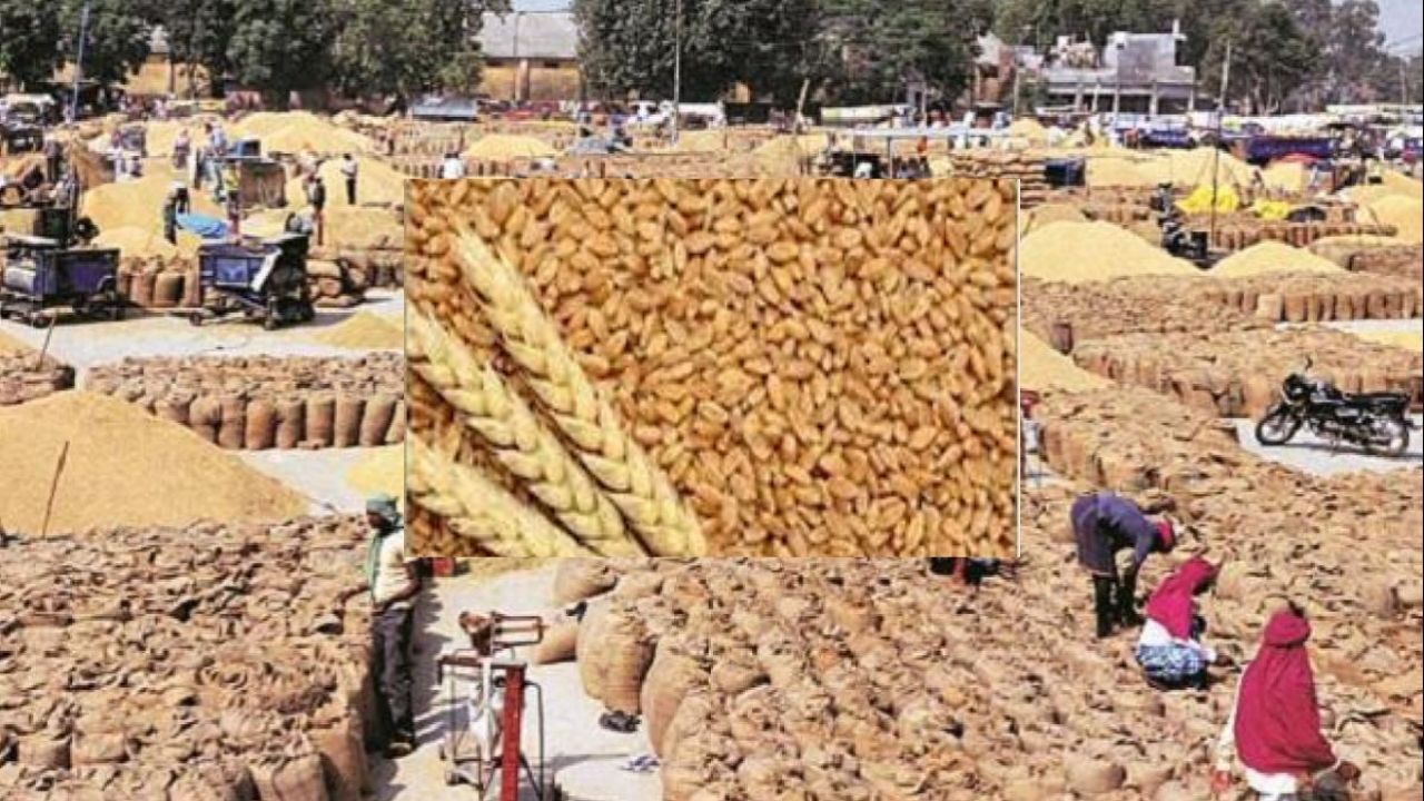 Untitled design (12) राज्य में खरीद के बारहवें दिन 516500 मीट्रिक टन गेहूँ की हुई खऱीद