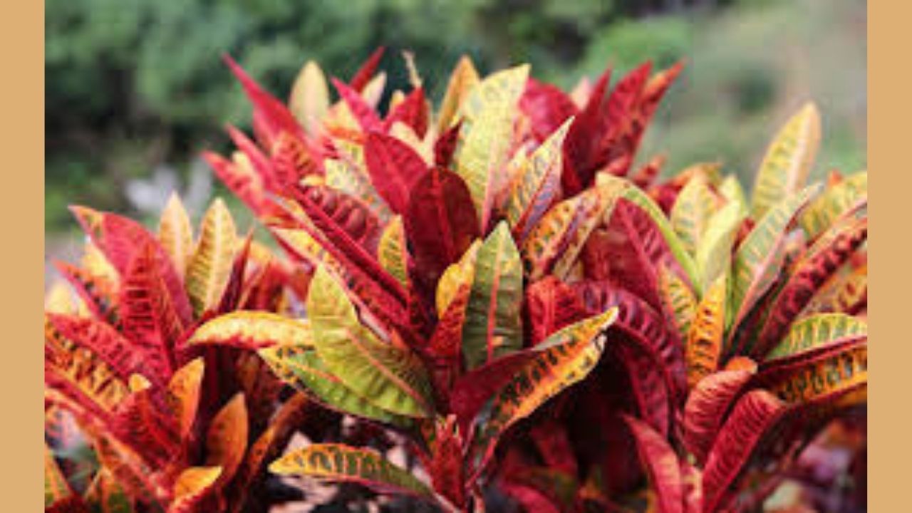 crotan plant 1 crotan plant