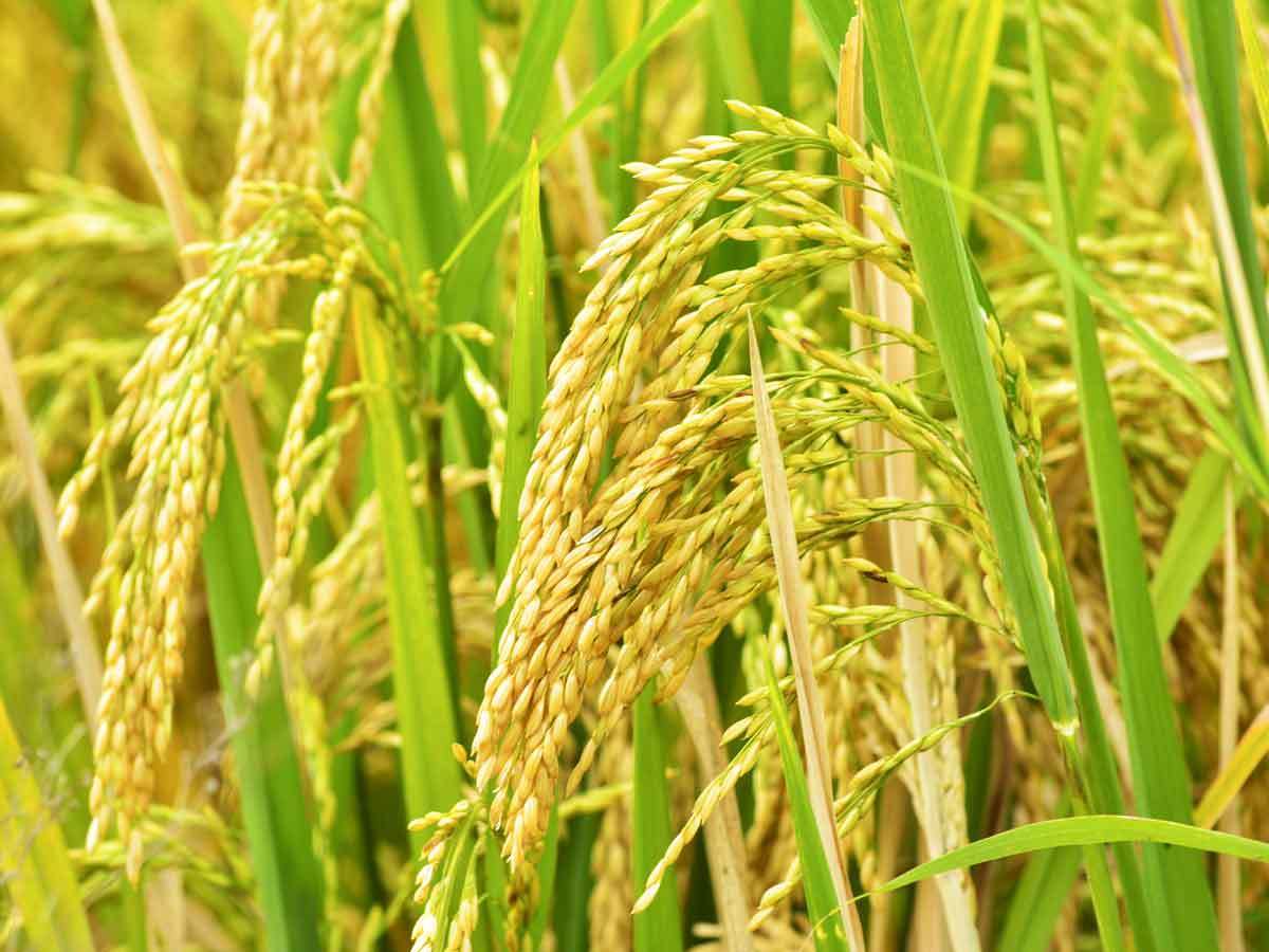 basmati-paddy-prices-recover-on-ease-in-us-iran-tensions