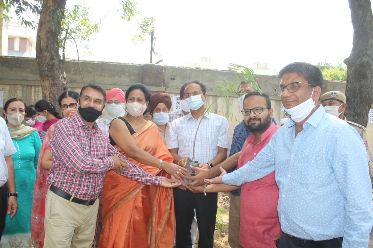 Plantation drive (11)