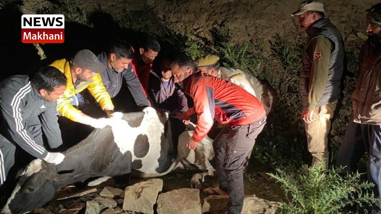 Injured stray Cow rescued in Bhaderwah Injured stray Cow rescued in Bhaderwah