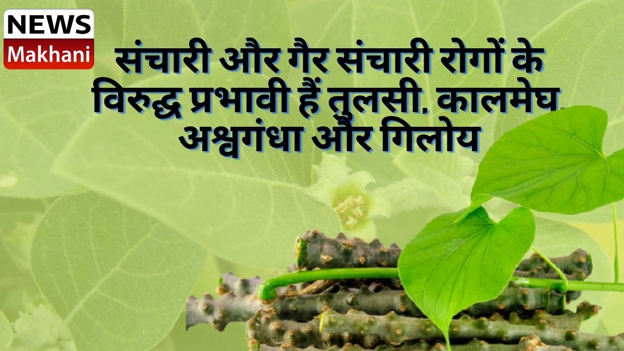 संचारी और गैर संचारी रोगों के विरुद्घ प्रभावी हैं तुलसी, कालमेघ, अश्वगंधा और गिलोय