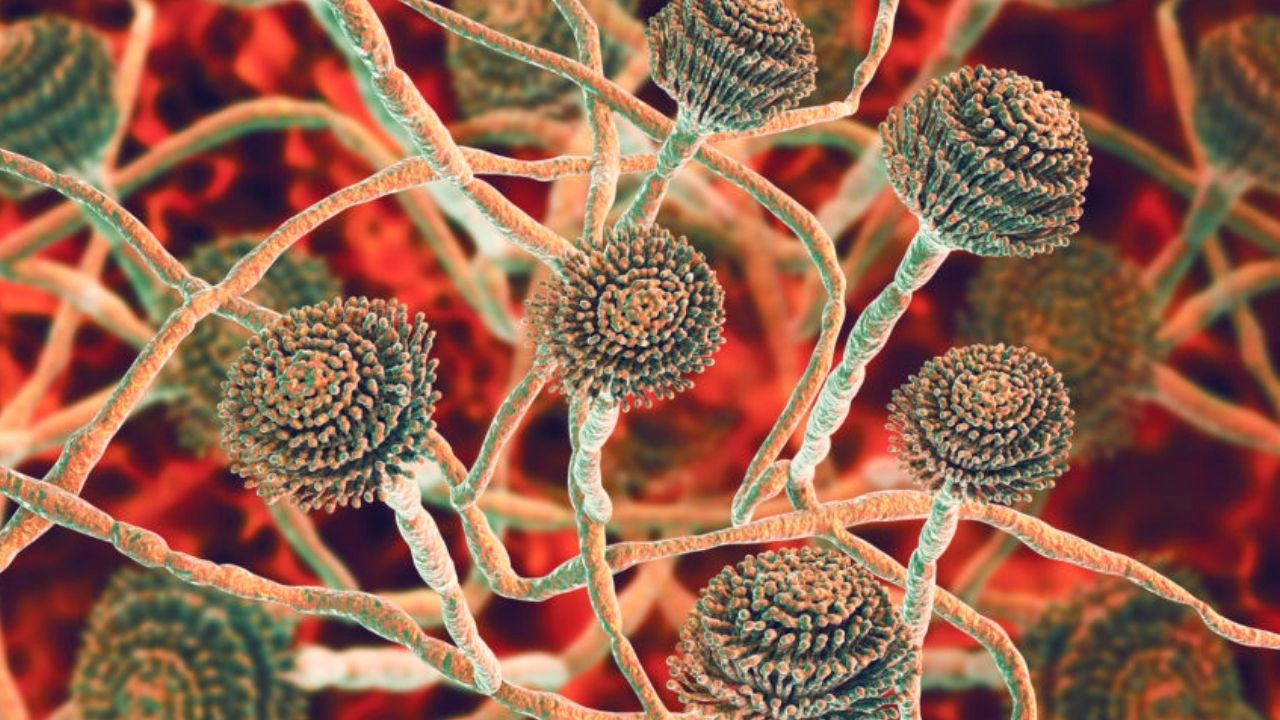 Untitled design (65)