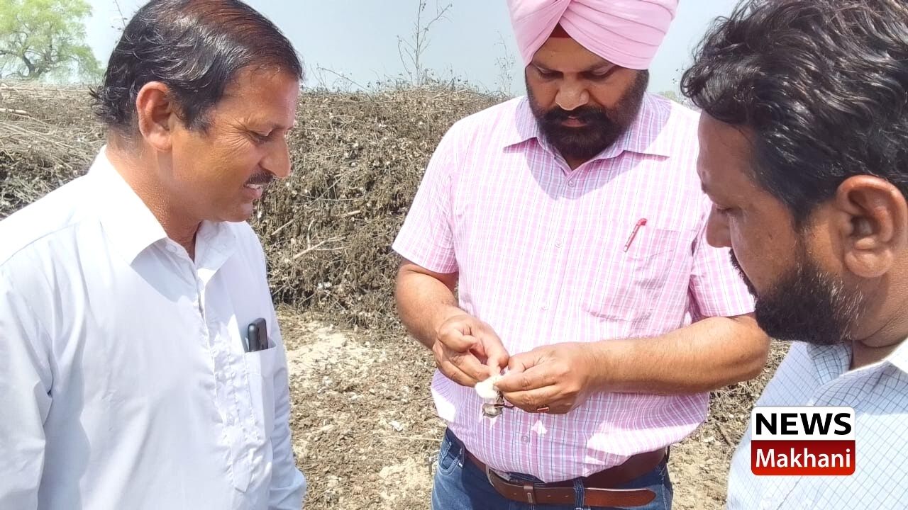 ਨਰਮੇ ਨੂੰ ਗੁਲਾਬੀ ਸੂੰਡੀ ਦੇ ਹਮਲੇ ਤੋਂ ਬਚਾਉਣ ਲਈ ਖੇਤੀਬਾੜੀ ਵਿਭਾਗ ਦੀ ਮੁਹਿੰਮ ਜਾਰੀ ਨਰਮੇ ਨੂੰ ਗੁਲਾਬੀ ਸੂੰਡੀ ਦੇ ਹਮਲੇ ਤੋਂ ਬਚਾਉਣ ਲਈ ਖੇਤੀਬਾੜੀ ਵਿਭਾਗ ਦੀ ਮੁਹਿੰਮ ਜਾਰੀ