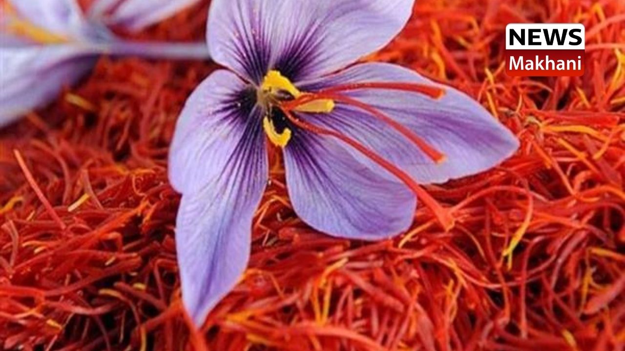 IIKSTC instrumental towards facilitating Saffron growers with enhanced opportunities, income IIKSTC instrumental towards facilitating Saffron growers with enhanced opportunities, income