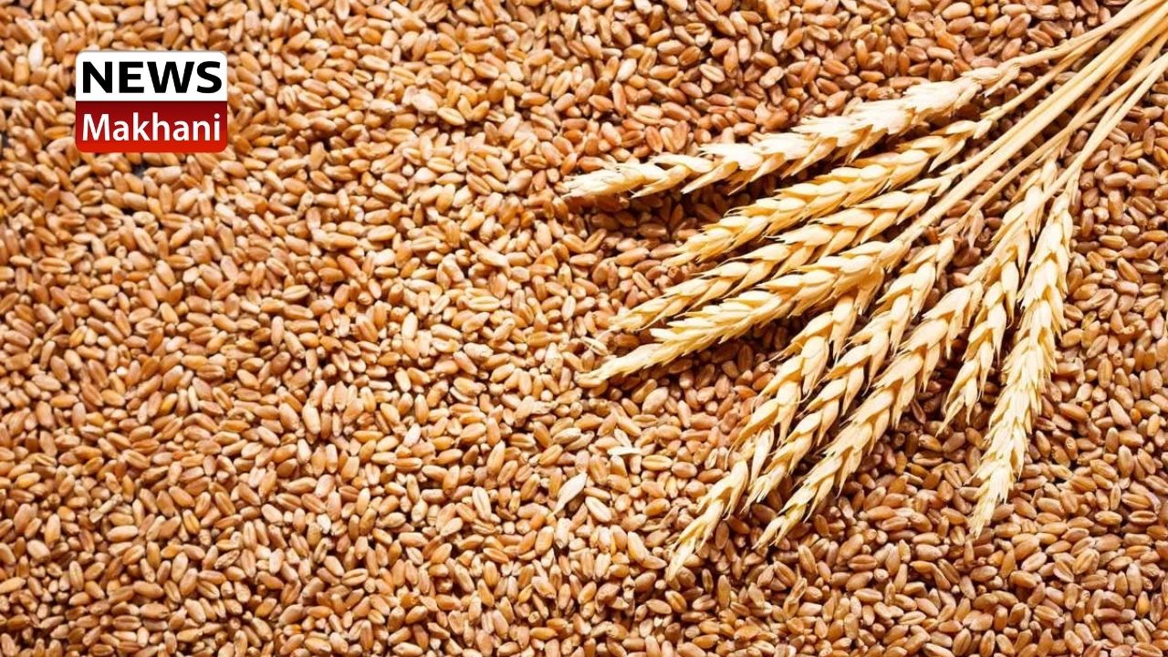 ਐਸ.ਏ.ਐਸ. ਨਗਰ ਦੀਆਂ ਮੰਡੀਆਂ ‘ਚ 7379 ਮੀਟ੍ਰਿਕ ਟਨ ਕਣਕ ਦੀ ਖ਼ਰੀਦ ਐਸ.ਏ.ਐਸ. ਨਗਰ ਦੀਆਂ ਮੰਡੀਆਂ ‘ਚ 7379 ਮੀਟ੍ਰਿਕ ਟਨ ਕਣਕ ਦੀ ਖ਼ਰੀਦ