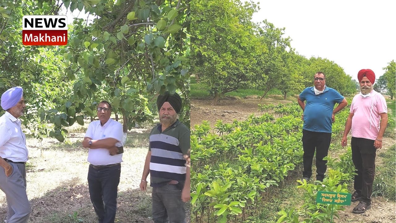 ਫਲਦਾਰ ਬੂਟਿਆਂ ਨੂੰ ਗਰਮੀ ਤੋਂ ਬਚਾਉਣ ਲਈ ਬਾਗਬਾਨੀ ਵਿਭਾਗ ਵੱਲੋਂ ਐਡਵਾਈਜ਼ਰੀ ਜਾਰੀ ਫਲਦਾਰ ਬੂਟਿਆਂ ਨੂੰ ਗਰਮੀ ਤੋਂ ਬਚਾਉਣ ਲਈ ਬਾਗਬਾਨੀ ਵਿਭਾਗ ਵੱਲੋਂ ਐਡਵਾਈਜ਼ਰੀ ਜਾਰੀ