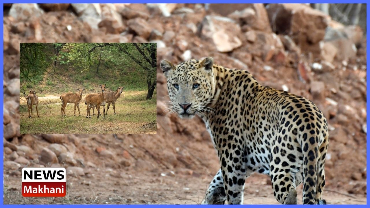 Amagarh Leopard Reserve: An important step with regard to Wildlife Conservation