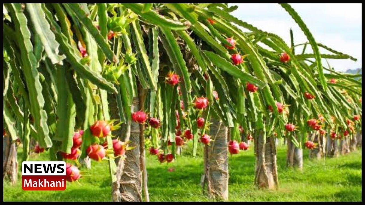 Untitled design - 2022-07-08T121528.610