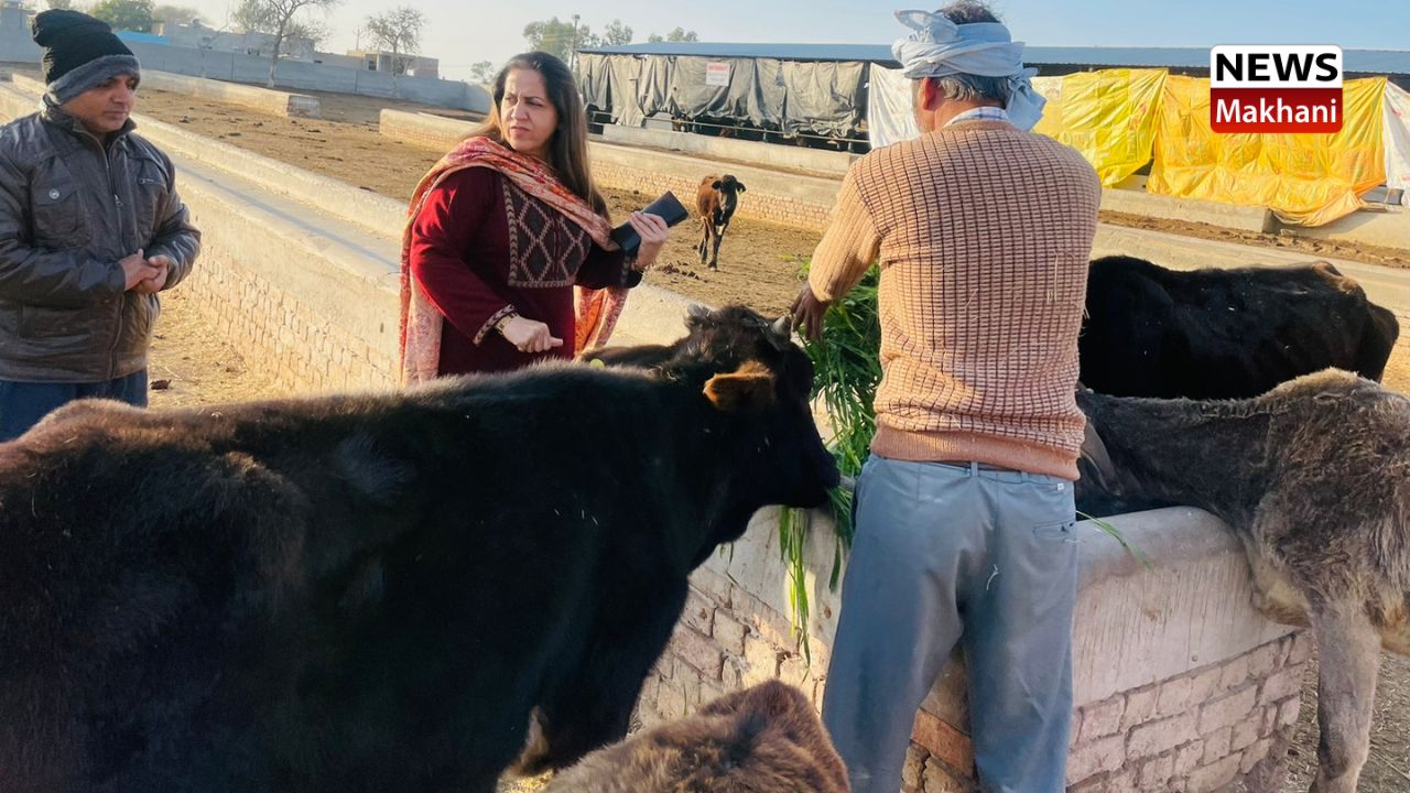 Government cowshed Government cowshed