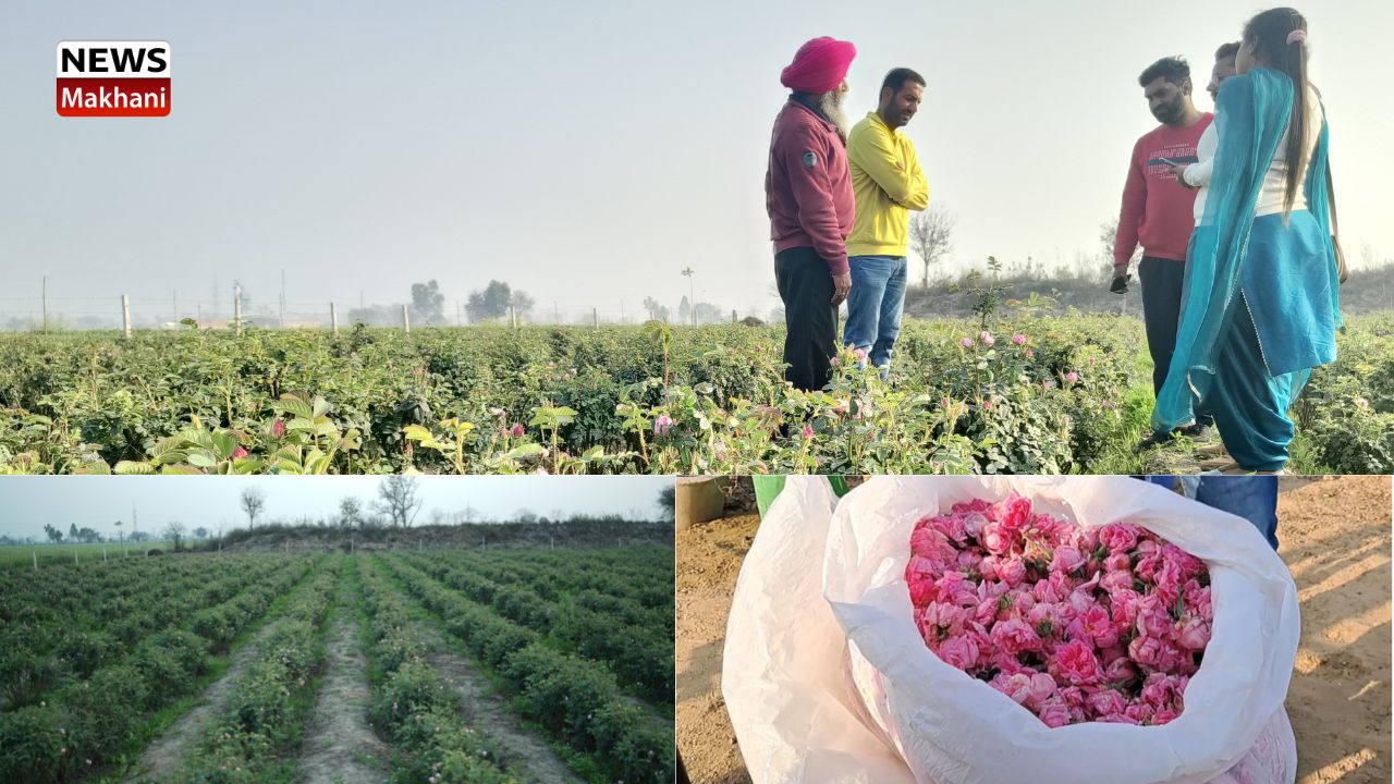 _Cultivation of Desi Rose _Cultivation of Desi Rose
