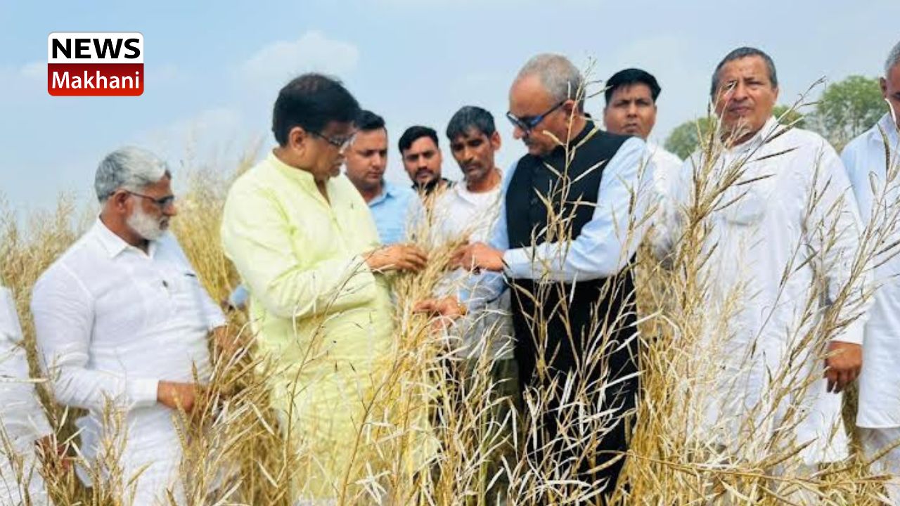 Untitled design - 2023-03-21T184611.775 बादली हलके के गांव याकूबपुर के खेतों में ओलावृष्टि से खराब हुई फसलों का जायजा लेते हुए प्रदेश भाजपा अध्यक्ष औमप्रकाश धनखड़