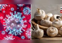 Mushroom derived bioactive compounds have potential to combat COVID-19 and other viral infections