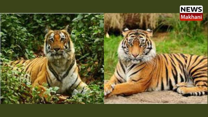Tigers