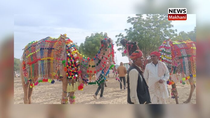 Camel festival