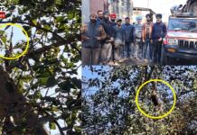 ਰੈਸਕਿਊ ਟੀਮ ਫਾਇਰ ਬ੍ਰਿਗੇਡ ਤੇ ਸਿਵਲ ਡਿਫੈਂਸ ਵਲੋਂ ਪੰਛੀ (ਬਾਜ਼) ਰਿਸਕਿਊ ਕਰਕੇ ਅਸਮਾਨ ਦੀਆਂ ਲਾਵੀਆਂ ਉਡਾਰੀਆਂ Civil Defense Team