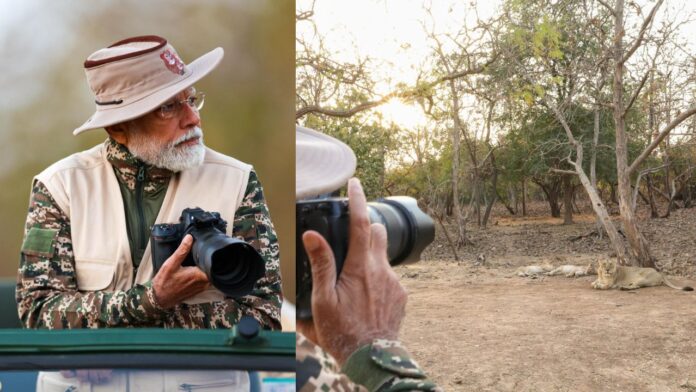 tigers, leopards, rhinos tigers, leopards, rhinos