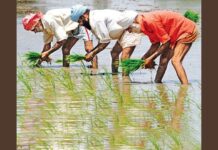 ਝੋਨੇ ਦੇ ਹਾਈਬ੍ਰਿਡ ਅਤੇ ਪੂਸਾ 44 ਕਿਸਮ ਨੂੰ ਬੀਜਣ ਤੋਂ ਗੁਰੇਜ਼ ਕਰਨ ਕਿਸਾਨ – ਮੁੱਖ ਖੇਤੀਬਾੜੀ ਅਫ਼ਸਰ