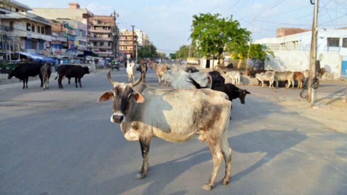 Haryana-Government-to-launch-Statewide-Stray-Cattle-Free-Campaign-from-August-1.jpg