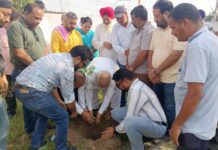 Sat Sharma, Ashok Koul lead BJP plantation drives under Seva Pakhwada