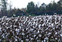 Kapas Kisan App launched for Cotton Farmers to Sell Their Produce