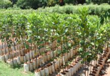 Forest Department carries out over 12 Lakh plantations to expand forest & tree cover in State