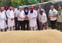 पंजाब की मंडियों में 28 लाख मीट्रिक टन गेहूं की आमद, 24 लाख मीट्रिक टन से अधिक की खरीद : लाल चंद कटारूचक्क