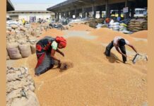 हरियाणा की मंडियों में रबी फसल की सफलतापूर्वक खरीद जारी, मंडियों में अब तक लगभग 39.65 लाख मीट्रिक टन गेहूं की आवक